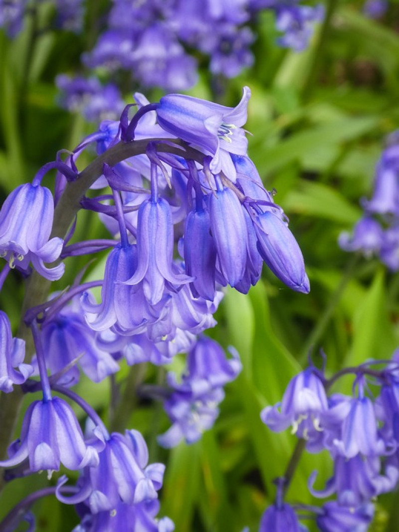 bluebells-Boshyacinten-Wilde Bloemen-voorjaar